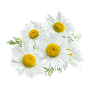 Chamomile flower extract for cystitis